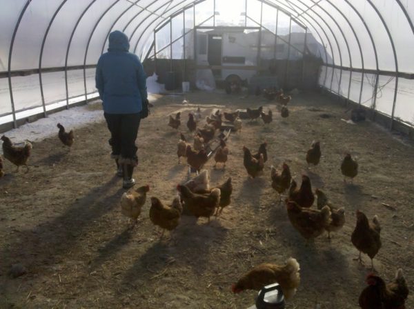 Why We  Raise Pastured Certified Organic Chicken and Eggs