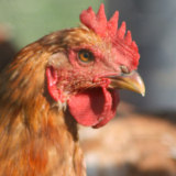 Fresh Certified Organic Chicken Available now:)